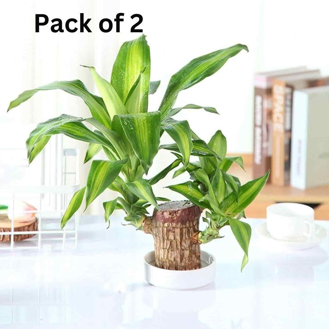 Brazilian Lucky Wood, Mini Home Plant Decorations (Pack of 2)